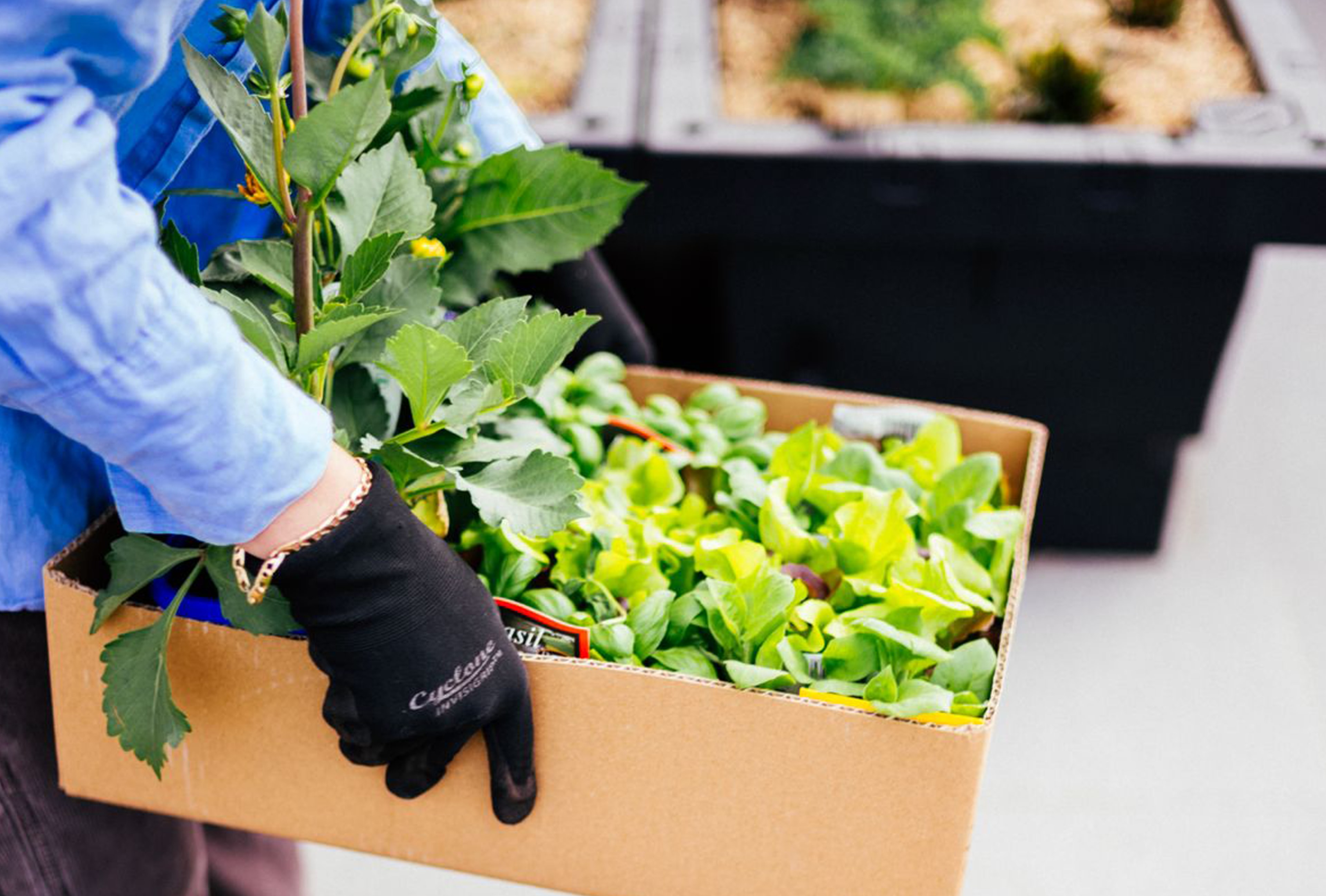 251012 BSB0004 Gardening Group Josh Preston 06