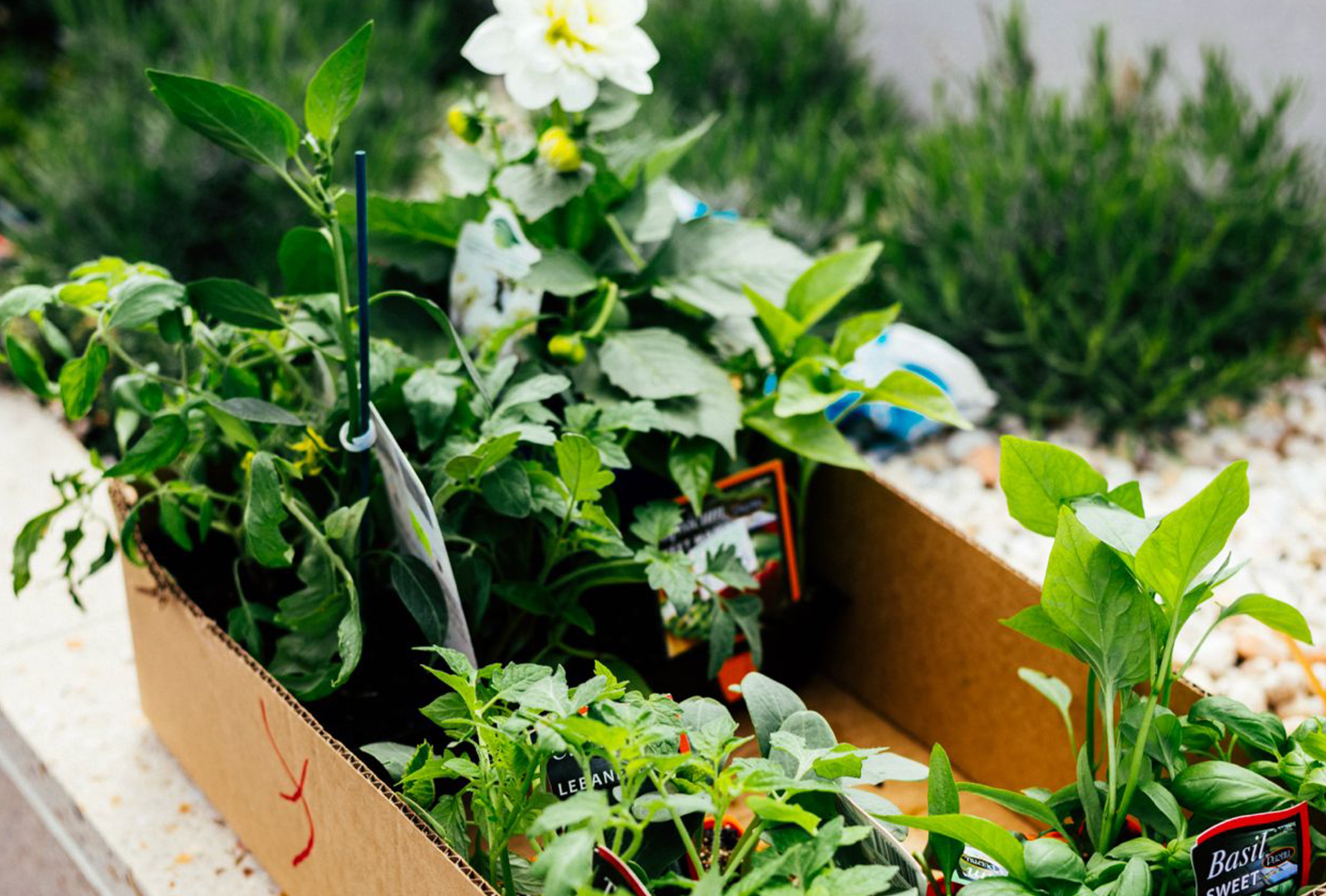 251012 BSB0004 Gardening Group Josh Preston footer